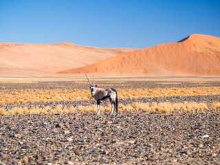 Single oryx gazelle (gemsbok) in Namibia, Africa.