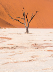 Dead Camelthorn Trees in Dead Vlei, Namibia