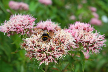 A Bee and Pink Flowers