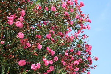 Oleander trees in summer at Lake Como in Bellagio, Lombardy Italy 
