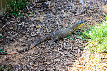 ROSENBERG'S GOANNA iguana in the undergrowth