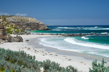 Lions de mer sur la plage de l& 39 île kangourou