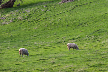 Fototapeta premium Sheep grazing on rural South Australian farmland pasture