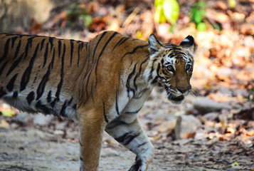 The Bengal tiger (Panthera tigris tigris) is the most numerous tiger subspecies. By 2011, the total population was estimated at fewer than 2,500 individuals with a decreasing trend. None of the Tiger 