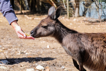 Kangourou mangeant de la crèche