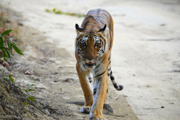 The Bengal tiger (Panthera tigris tigris) is the most numerous tiger subspecies. By 2011, the total population was estimated at fewer than 2,500 individuals with a decreasing trend. None of the Tiger  © Prakash