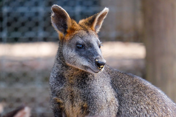Fototapeta premium Kangaroo puppy with family