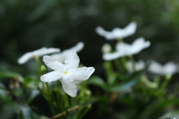 Jasmine flower