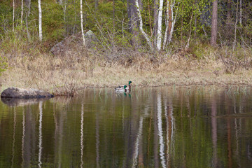 Canards sauvages dans le lac de Lycksele