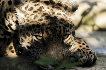 Wild animals from all over the world, zoos and preservation.