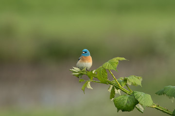 Lazuli Bunting
