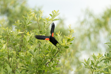 Redwinged Black Bird Taking Flight