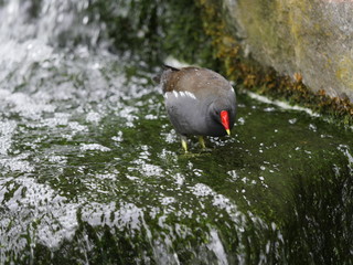 Poule d'eau dans un cours d'eau, Holland Park, Londres