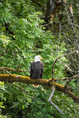 Bald Eagle