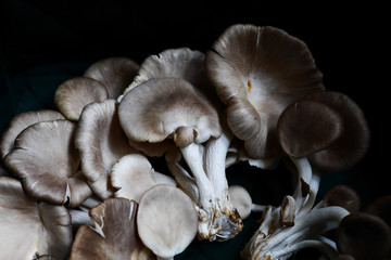 oyster mushrooms
