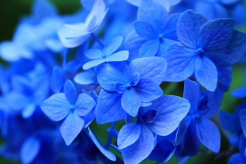 紫陽花　