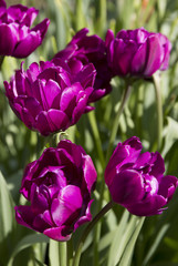 Beautiful lilac tulips. Spring flowers.