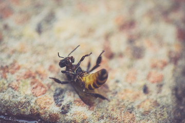 bee writhe on the floor