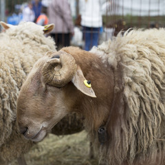 Sheep