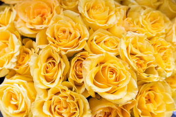 beautiful big bouquet of yellow roses for the background