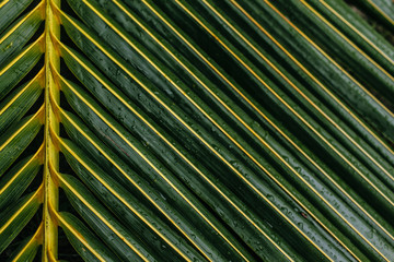 palm leaf pattern, green palm leaf background
