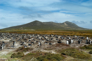 Eselspinguin auf Pebble Island der Falklands