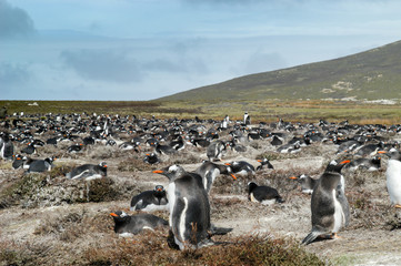 Eselspinguin auf Pebble Island der Falklands