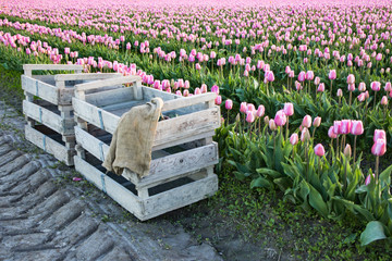 Crates in tulip field