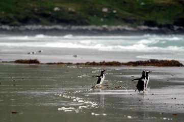Naklejka premium Eselspinguine auf Saunders Island der Falklands