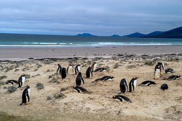 Naklejka premium Eselspinguinkolonie auf Saunders Island der Falklands