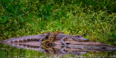 Alligator On Log