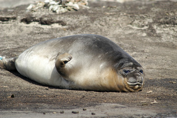 Seeelephant auf Sealion Island 