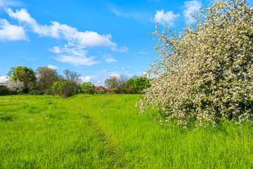 Apple tree in blossom on green meadow in rural area in Krakow city on sunny spring day, Poland