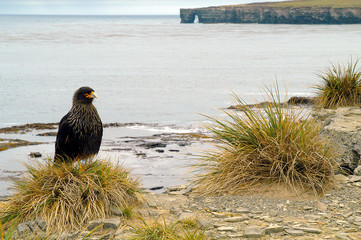 Karakara auf Sealion Island der Falklands