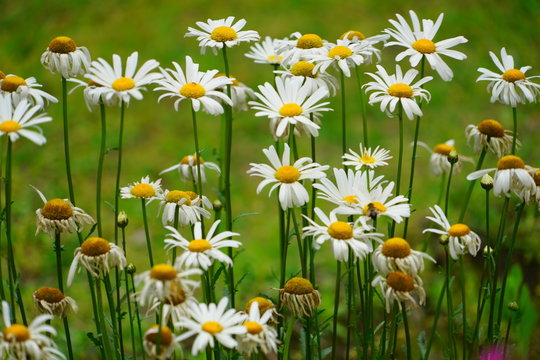 white flowers