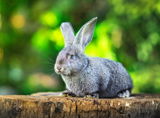 little grey rabbit on stump