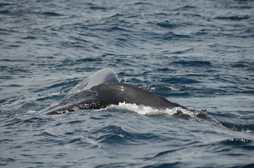 Fototapeta premium Wal