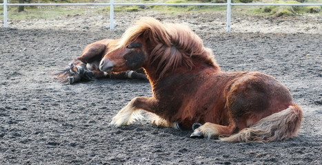  Icelandic horses in pen