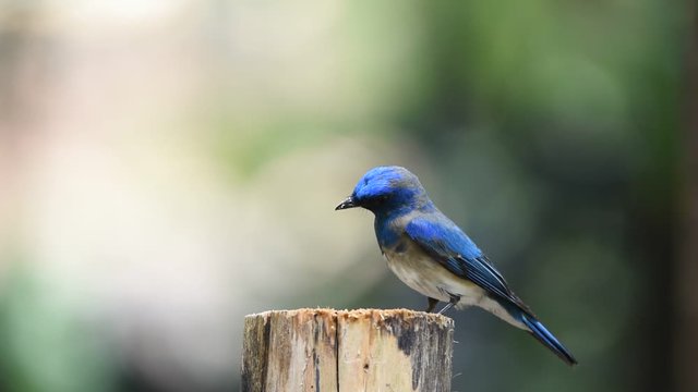 Bird (Blue-and-white Flycatcher, Japanese Flycatcher) male blue and white color perched on a tree in the garden risk of extinction