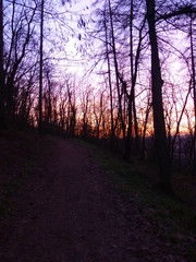 Photo of a colourful sky covered by trees
