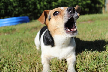 Jack Russel