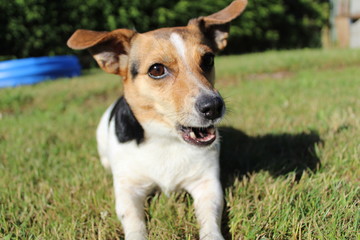 Jack Russel