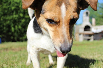 Jack Russel