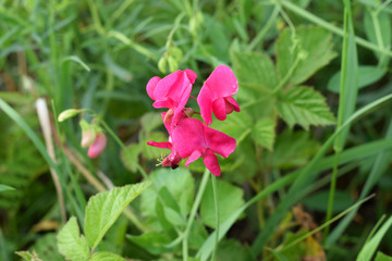 Душистый горошек