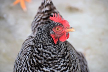 Barred Rock hen