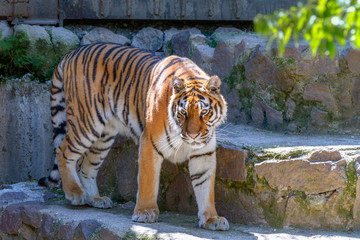 animal of a big tiger at the zoo