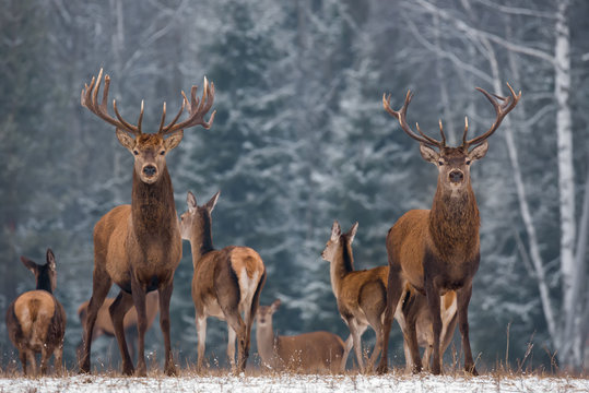 Fototapeta Winter Wildlife Landscape With Two Noble Deer.Noble Deer With Large Branched Horns On The Background Of A Snow-Covered Birch Forest. Two Deer Close-Up, Artistic View.