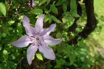 Clematisblüte in der Blüte Nahaufnahme