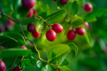 Bengal Currants in Garden