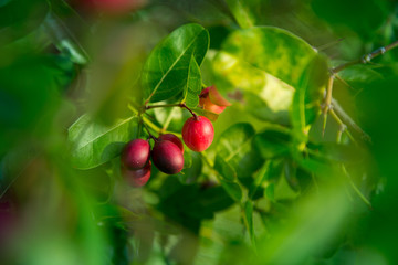 Bengal Currants in Garden